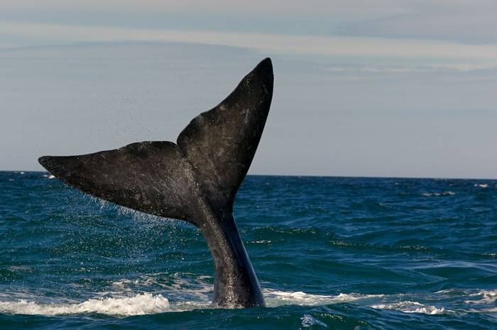Eastern Canada, Northern Right Whale shutterstock_61176781.jpg