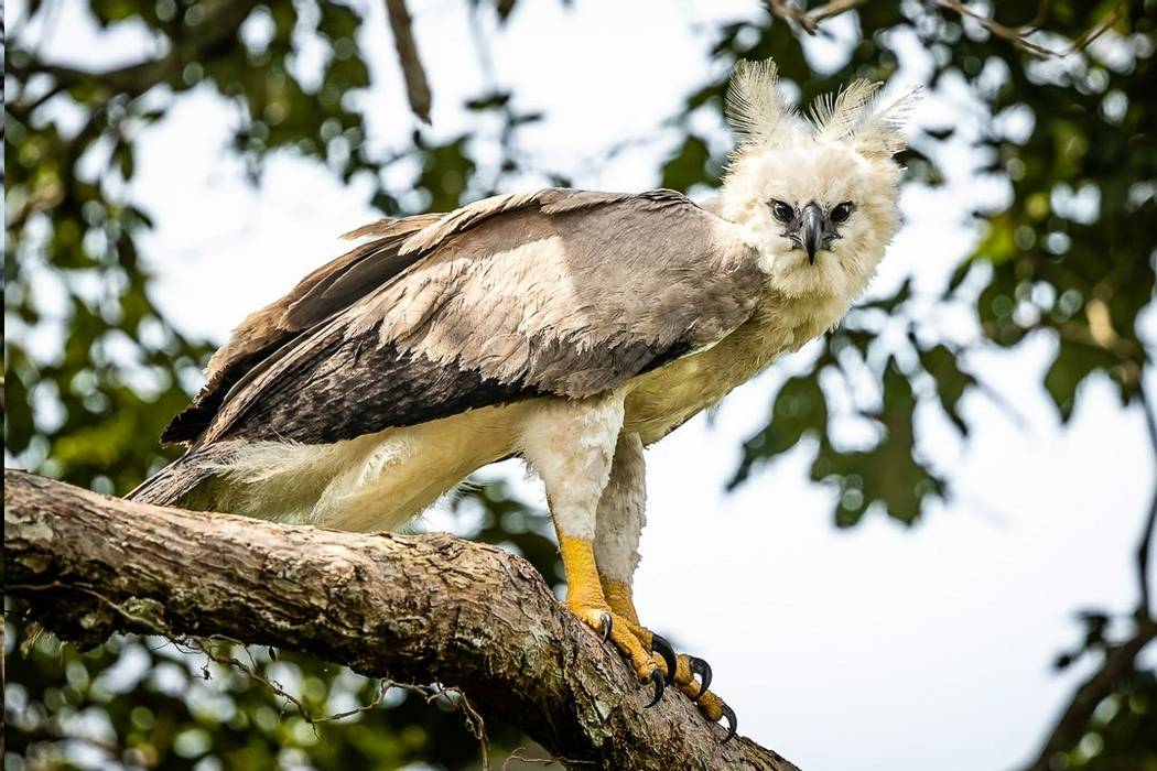 View to Harpy Eagle (Harpia harpyja) with open wings on tree
