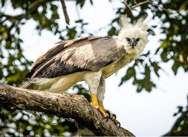Brazil - Birds & Mammals of the Amazon & Pantanal