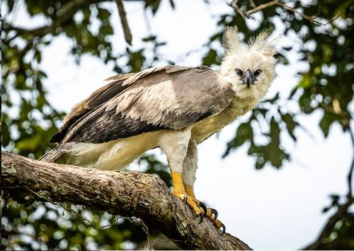 Harpy eagle guide: where these strange but iconic eagles live, how
