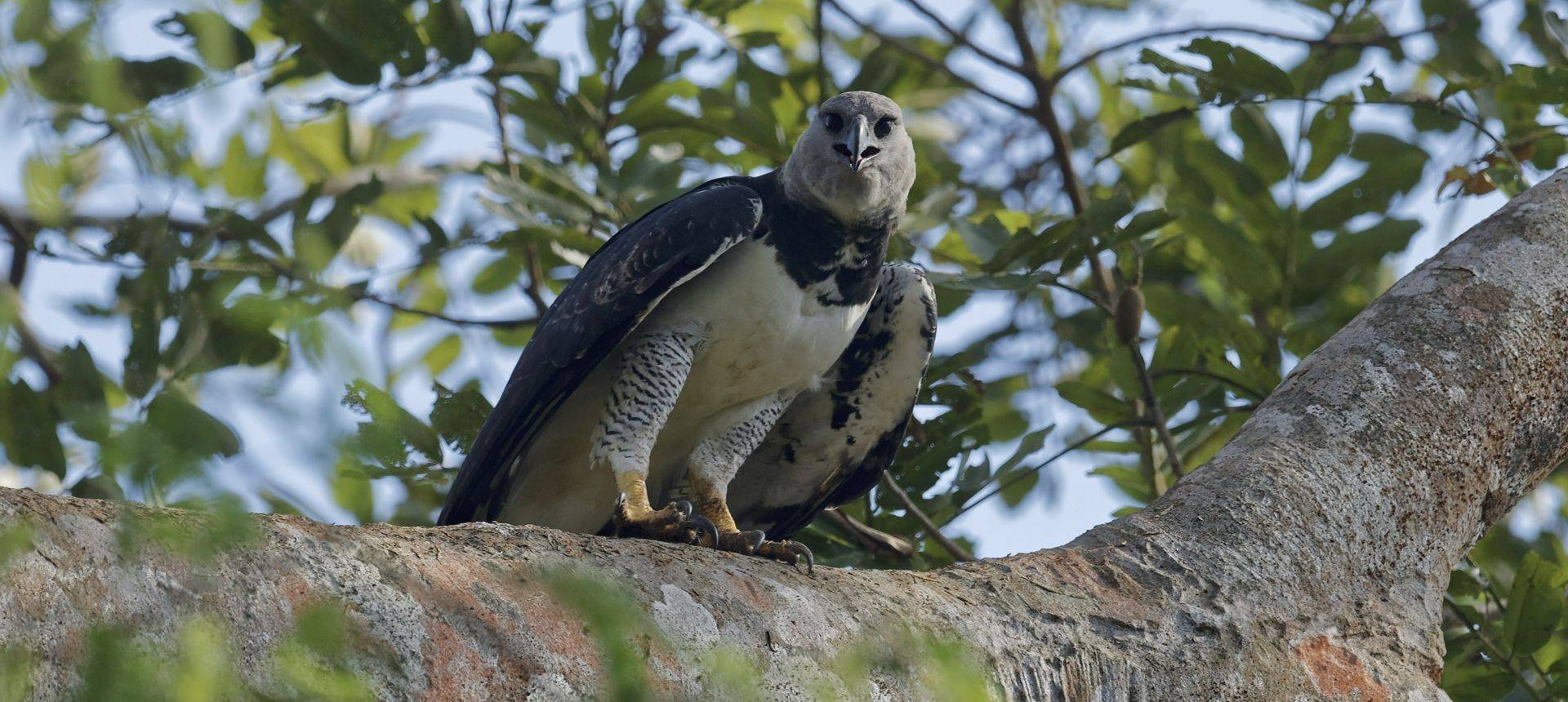 Panama - Birding the Darién Gap - Naturetrek