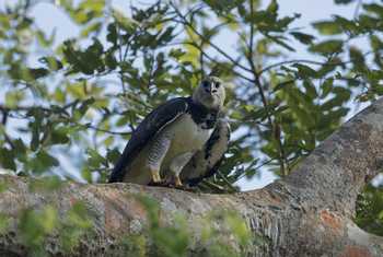 Harpy Eagle (Fernando Alba, Canopy Family)