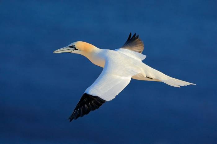 Northern Gannet