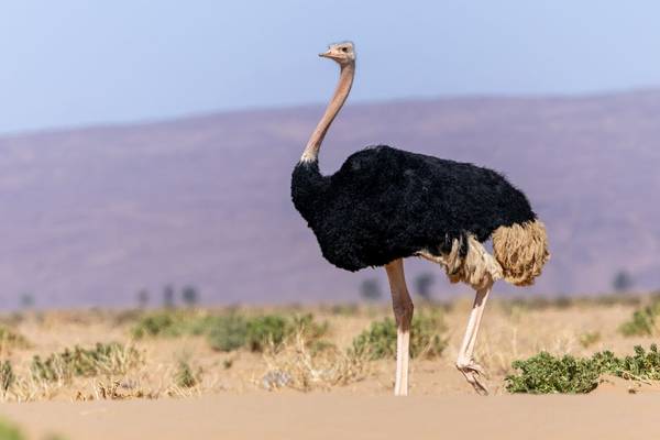 Ostrich (Mike Unwin) Image