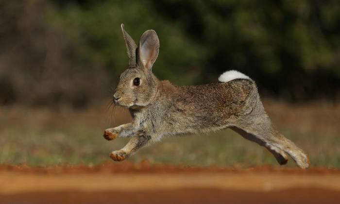 European Rabbit (David Jackson).jpeg