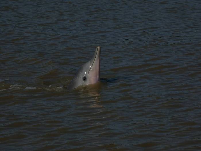 Guiana Dolphin.JPG