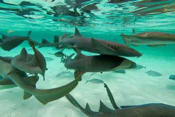 Nurse Sharks, Shark Ray Alley, Ambergris Caye, Belize shutterstock_1098661976.jpg