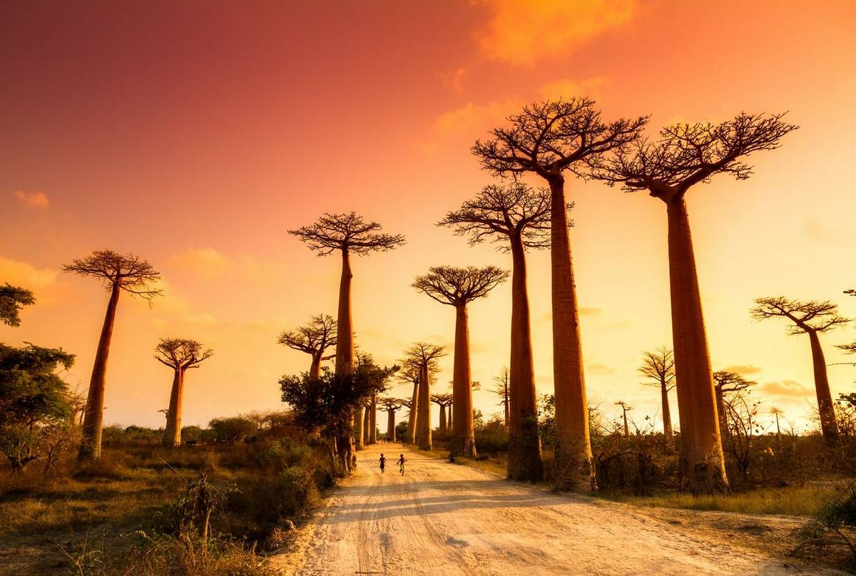 Avenue Of Baobabs Shutterstock 259688654