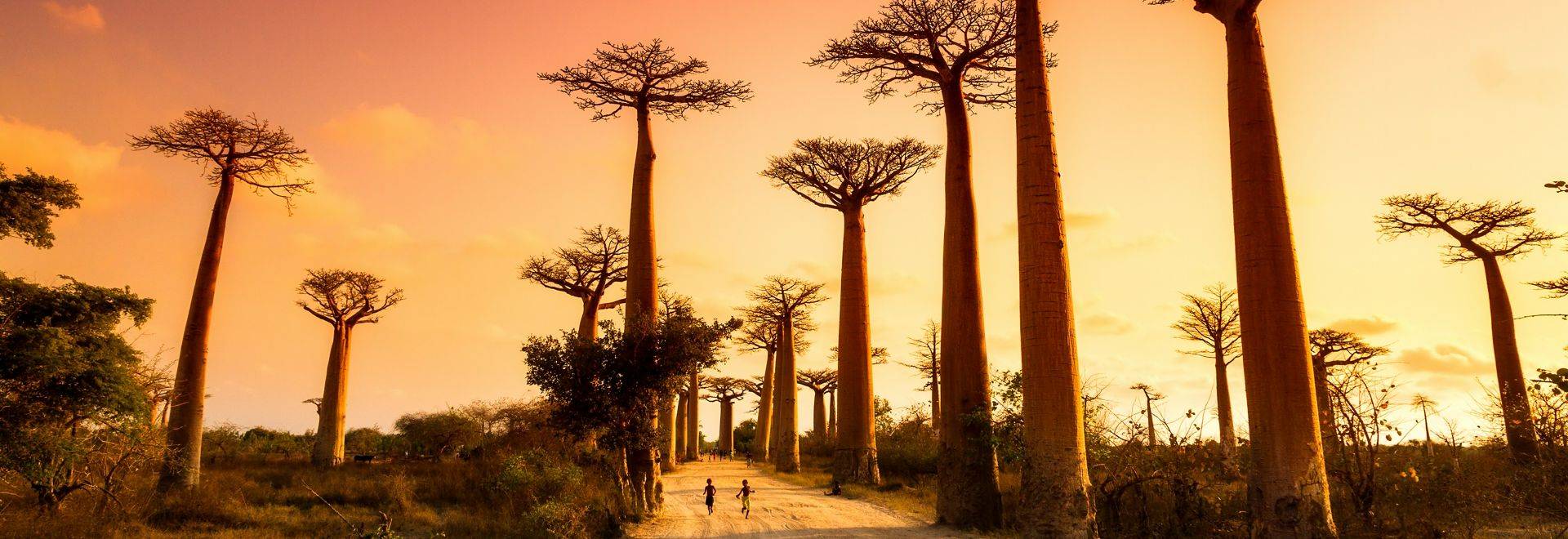 Avenue Of Baobabs Shutterstock 259688654
