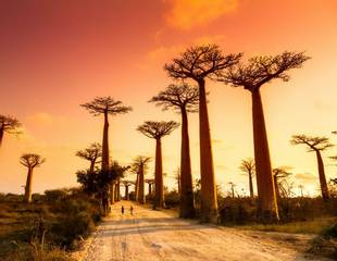 Madagascar: A Wildlife Photography Tour