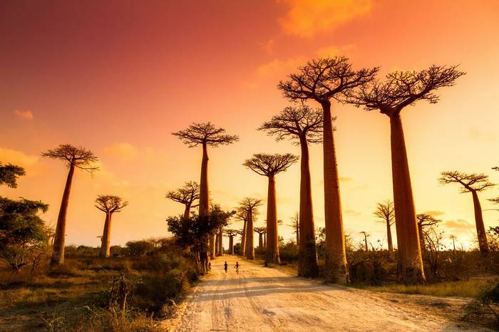 Avenue Of Baobabs Shutterstock 259688654