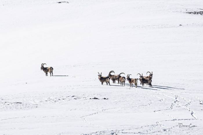 Pamir Ibex © M. Valkenburg