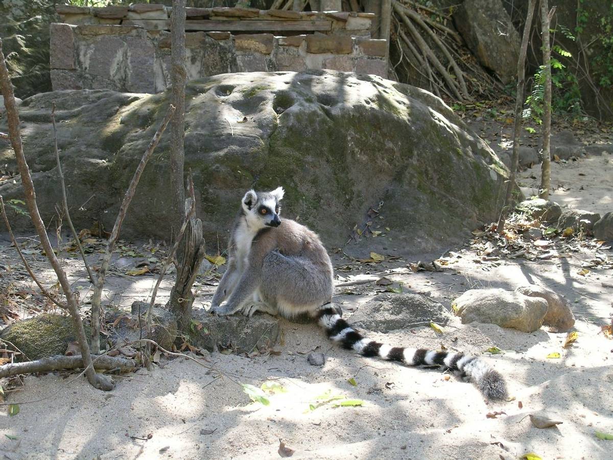 Ring-tailed lemur Isalo NP
