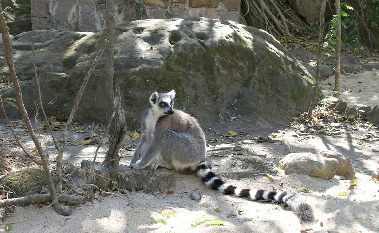 Ring-tailed lemur Isalo NP