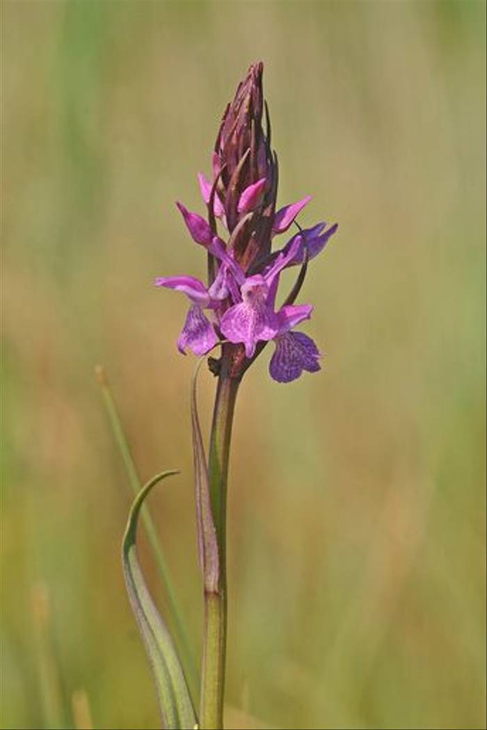 Brenne Orchid (David Morris)