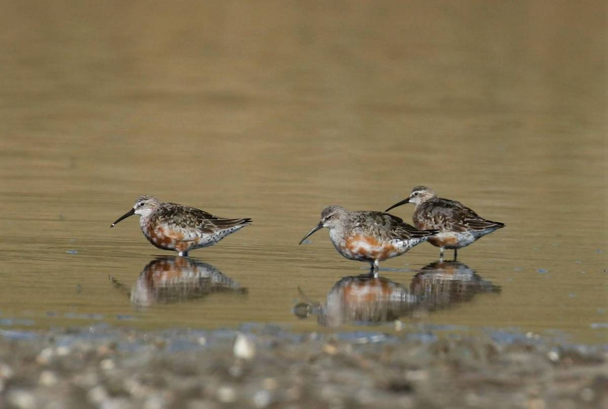 Curlew Sandpipers - Matt Eade.jpg