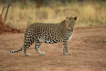 Leopard, Okonjima