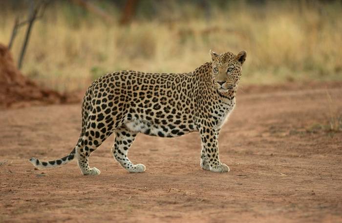 Leopard, Okonjima