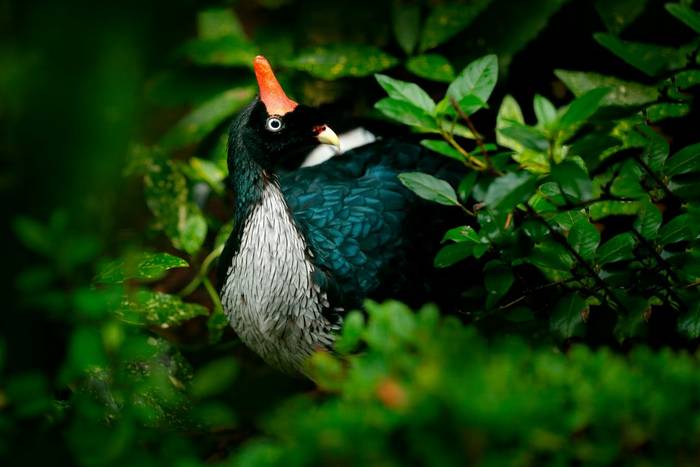 Horned Guan shutterstock_1750484573.jpg