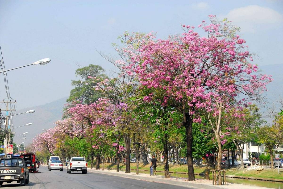 Chiang Mai Moat1.jpg