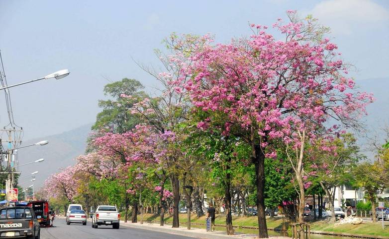 Chiang Mai Moat1.jpg