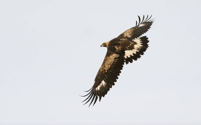 Golden Eagle shutterstock_208533943.jpg