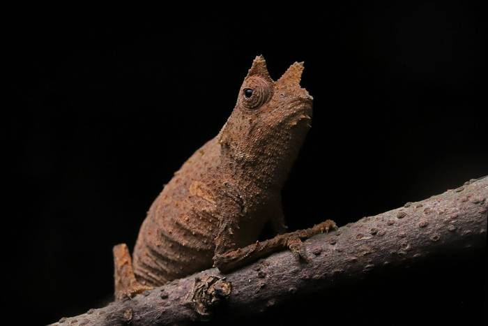 Horned Leaf Chameleon (Brookesia superciliaris) © Bobby and Laura Bok, March 2026
