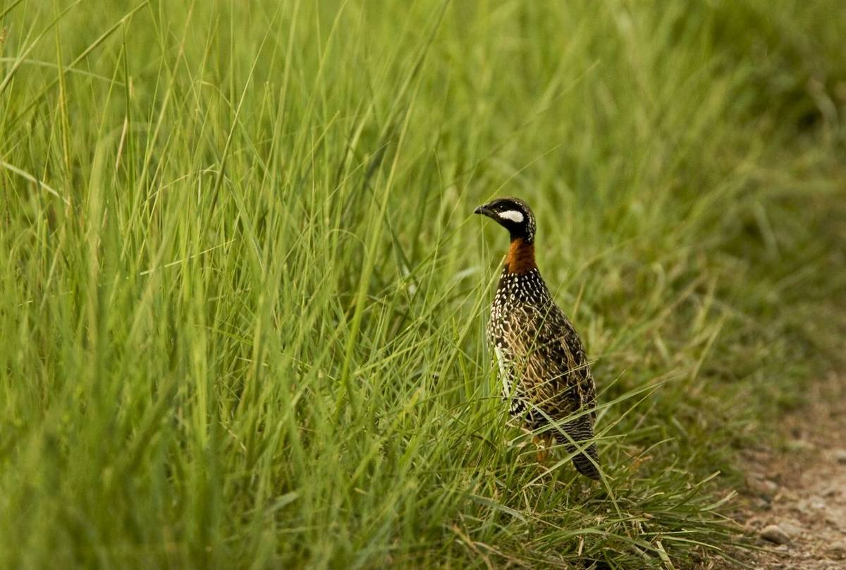 Black Francolin