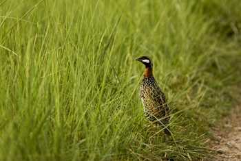 Black Francolin