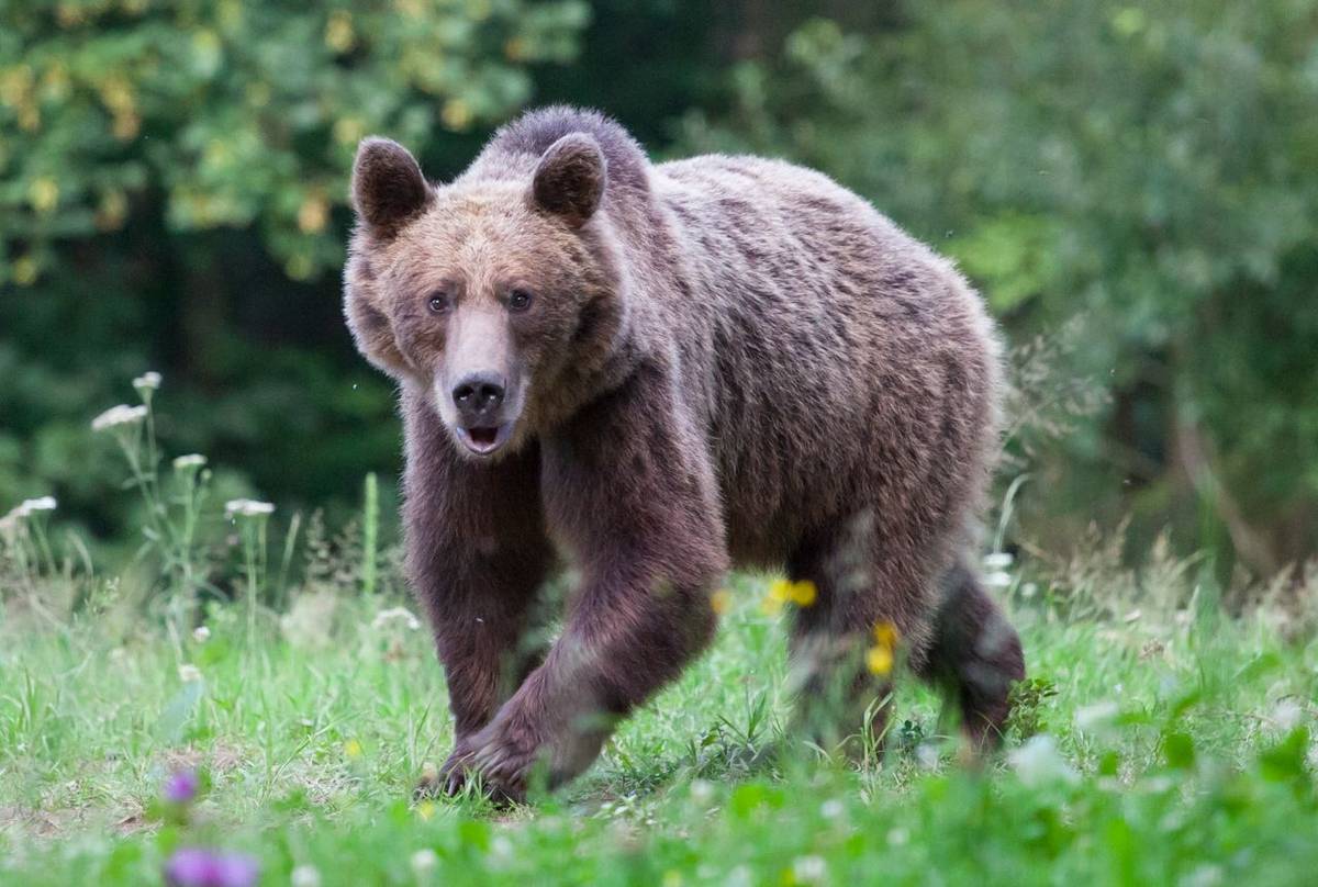 Brown Bear, Romania Shutterstock 1155029755