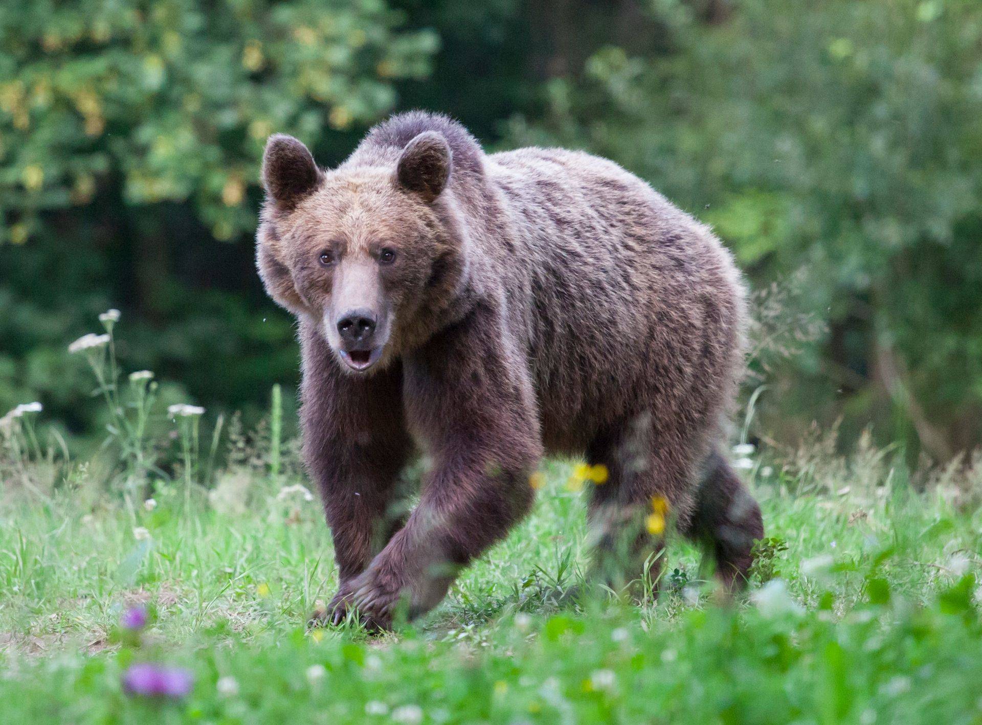 Romania The Wildlife Of Transylvania Naturetrek