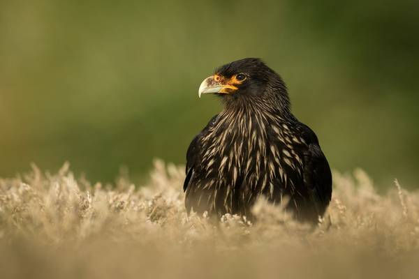 Striated Caracara