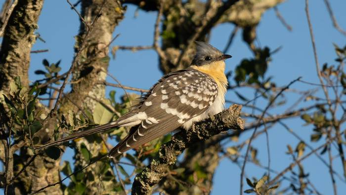 Great-spotted Cuckoo.jpg