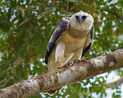 Rare  Wildlife; Harpy Eagle;  Animals, Peru