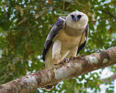 Harpy Eagle Update: Panama, Brazil and Guyana - Naturetrek