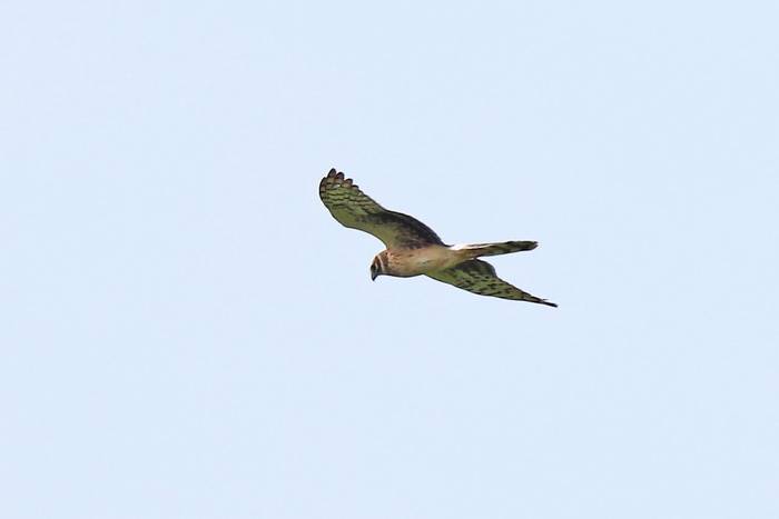 Pallid Harrier © Luca Boscain, April 2026 tour