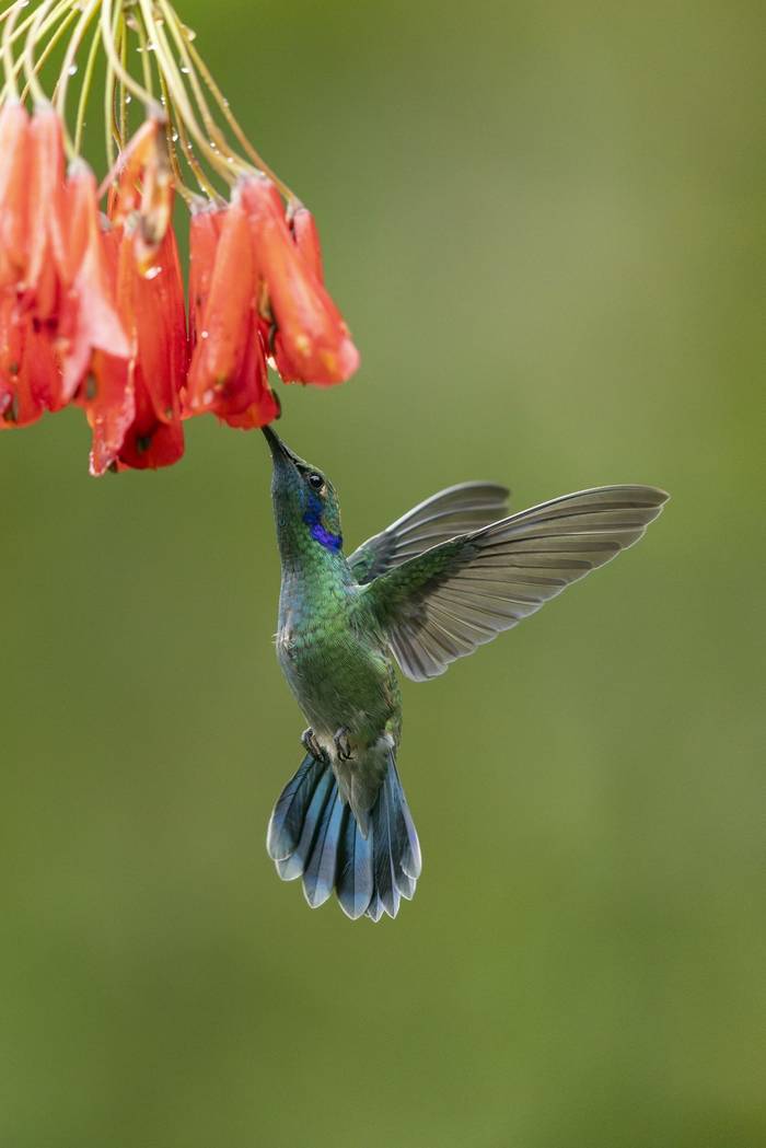 Lesser Violetear © Oliver Smart, April 2026 tour