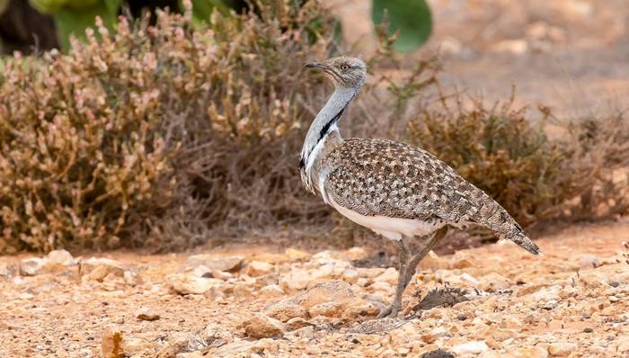 Houbara Bustard, Fuerteventura © Brian Small.jpg