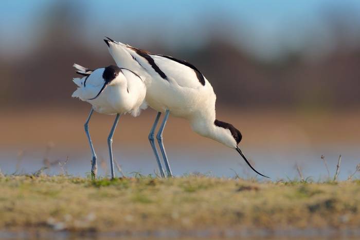 Pied Avocet shutterstock_1498692125.jpg