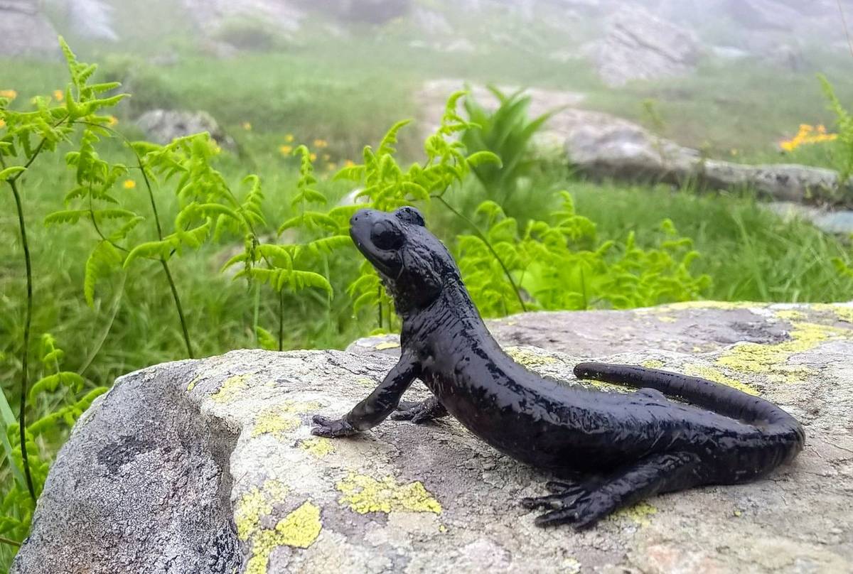 Lanzas Alpine Salamander (Salamandra lanzai) © Simone Giachello