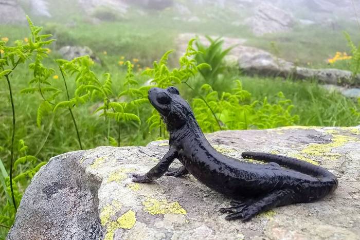 Lanzas Alpine Salamander (Salamandra lanzai) © Simone Giachello