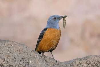 Rufous-tailed Rock Thrush by Clive Pickton