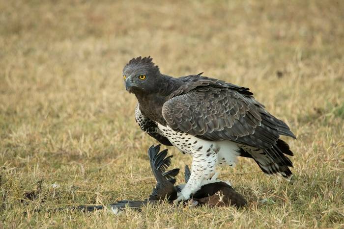 Martial Eagle