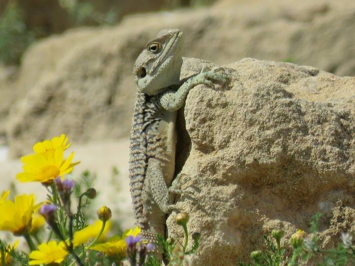 Agama Lizard, Agios Georgios archaeological site (Heather Osborne)