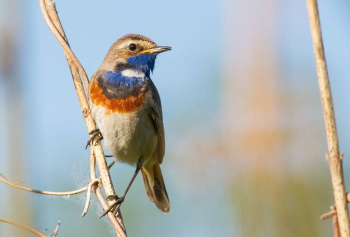 Bluethroat shutterstock_1736185145.jpg