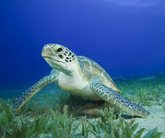 Green Turtle, Mexico.jpg