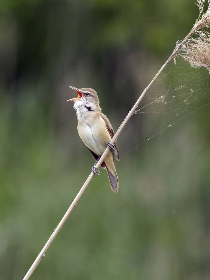 Great Reed Warbler © Alun Gee