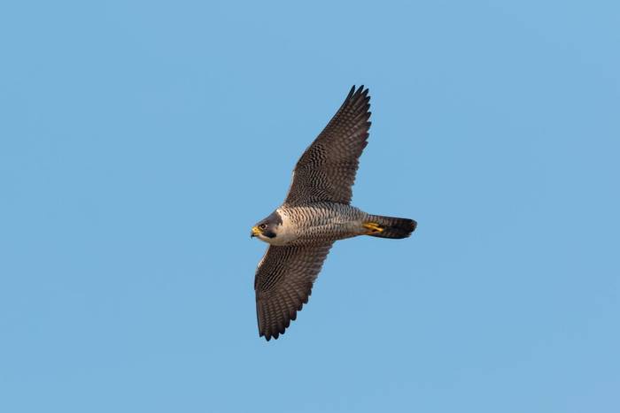 Peregrine Falcon, UK shutterstock_1066404494.jpg