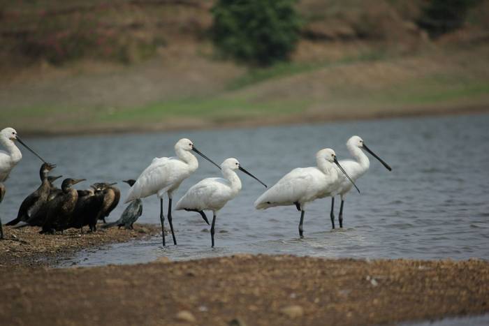 Spoonbill