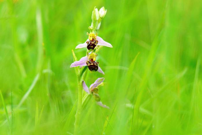Bee Orchid, Cotswolds
